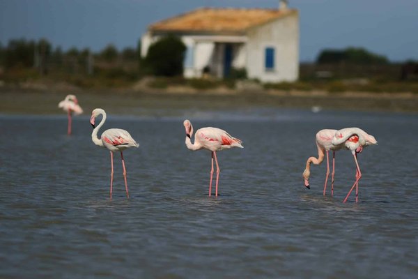 Comment organiser un camping pour observer les flamants roses dans les lagunes salées d'Espagne?