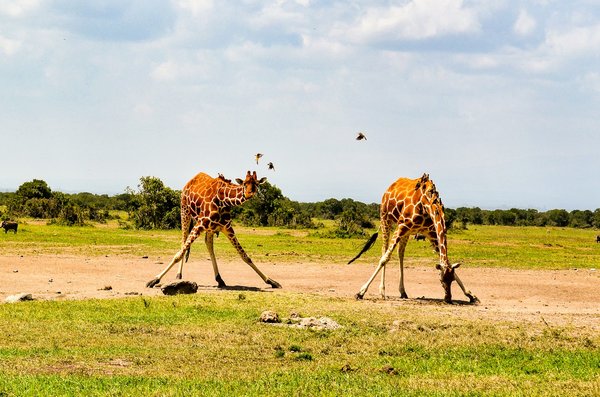 Comment organiser un safari de photographie animalière dans le Masai Mara, Kenya ?